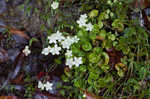 Kidneyleaf grass of Parnassus